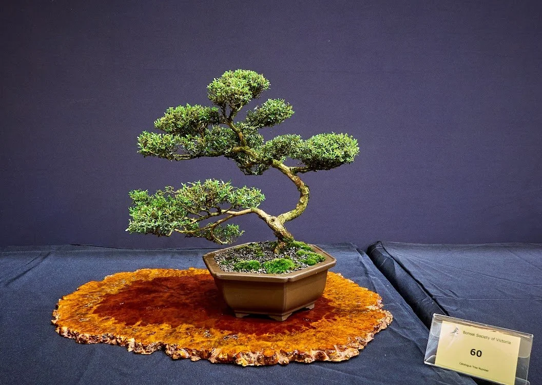 Kunzea (Kunzea Ericoides) - Prostrate form purchased in 2013 from nursery and styled as informal upright.