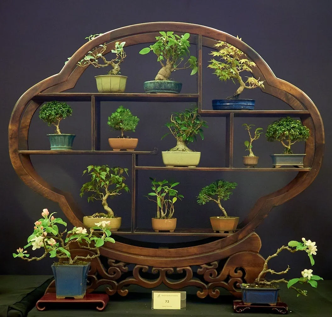 Display stand (Mini bonsai) - Selection of small bonsai in varied sizes.
