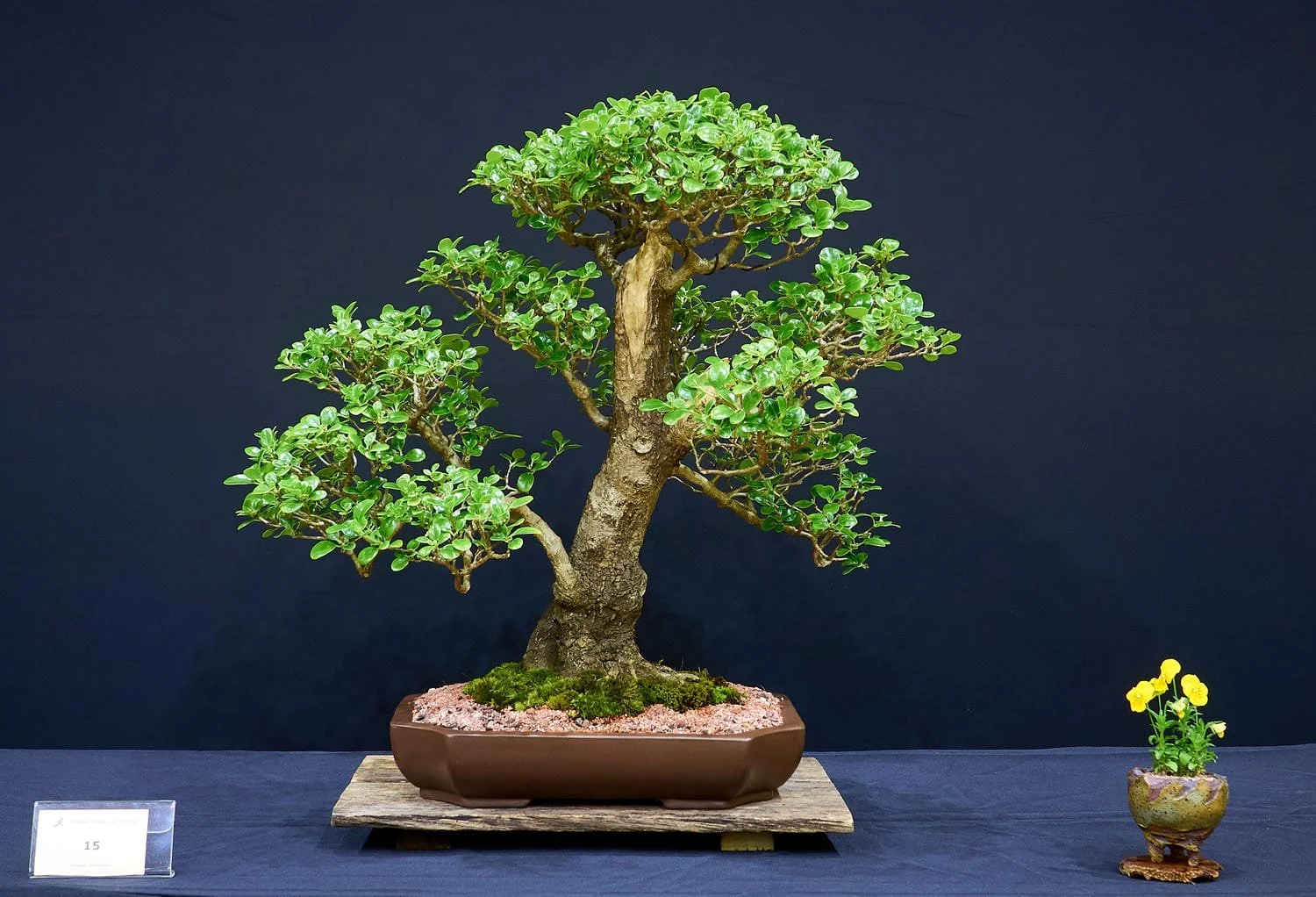 Mirror Bush (Coprosma repens) - Dug in 2020 when reduced to a bare stump. Styling began 2022. First bonsai pot 2024.