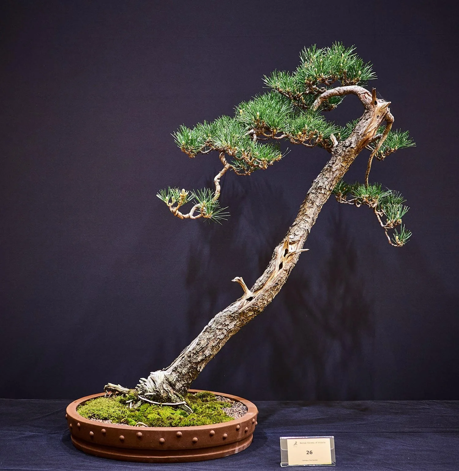 Japanese Black Pine (Pinus thunbergii) - Styled with a Japanese Master. Around 27 years old.