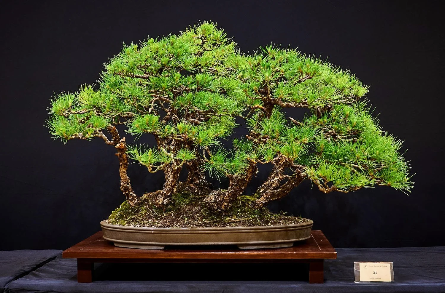 Radiata Pine (Pinus radiata) - Group planting created in the late 1970s.