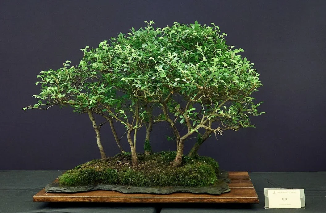 Chinese Elm (Ulmus Parvifolia) - Group on slate. 25 years old.