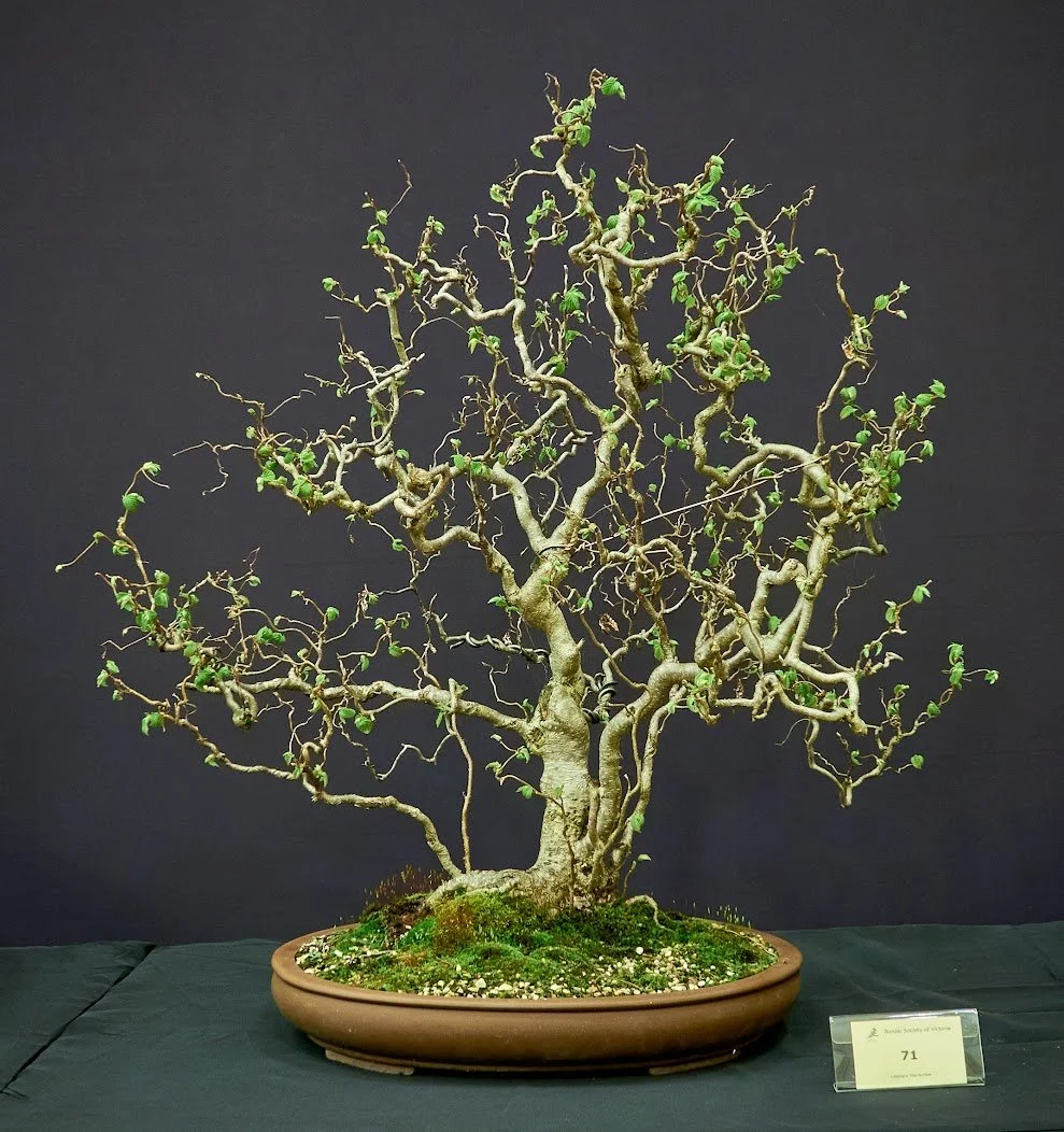 Corkscrew Hazel (Corylus Contorta) - Twisted trunk and branch structure.