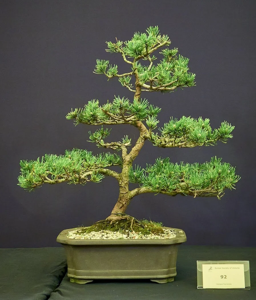 Mountain Pine (Pinus Mugo) - Purchased stock at club meeting.