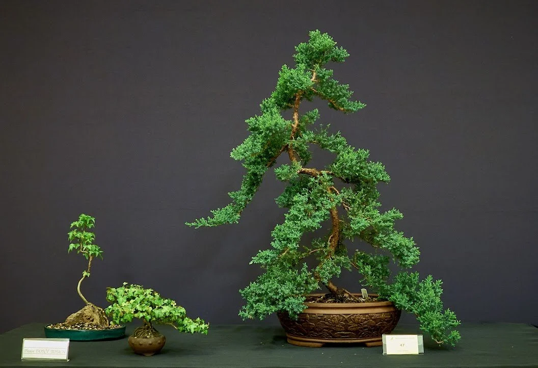 (Right) Juniper (Juniperus Squamata) - Purchased as large overgrown tree 2 years ago.