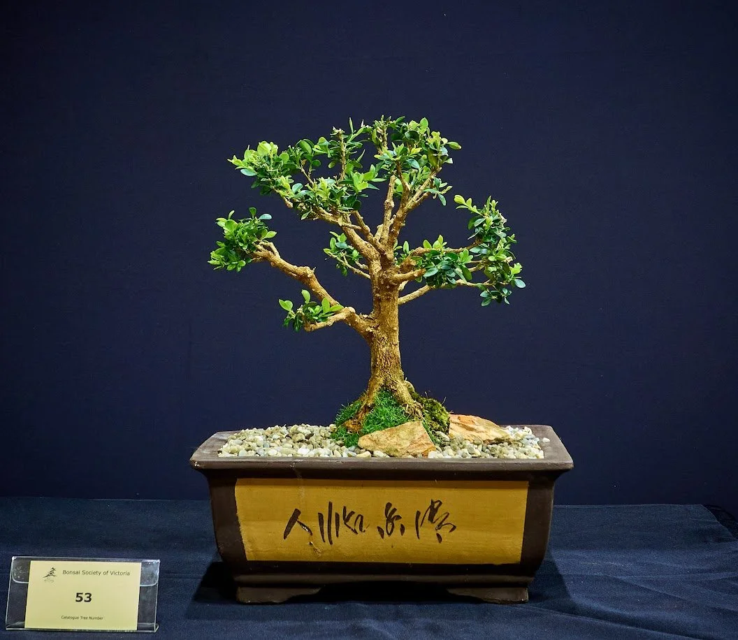 English Box (Buxus Sempervirens) - Created from nursery stock 7 years ago.