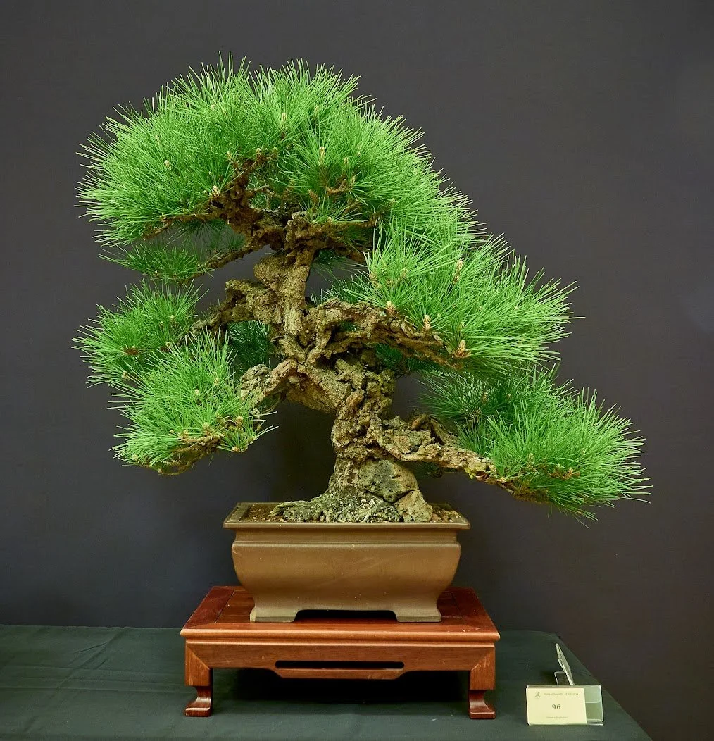 Black Pine (Pinus Mugo) - Grown from tube stock 1985.