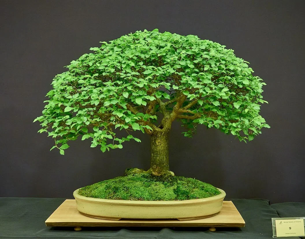 English Elm (Ulmus Procera) - Dug from farmland in 1985 and trained in broom style.