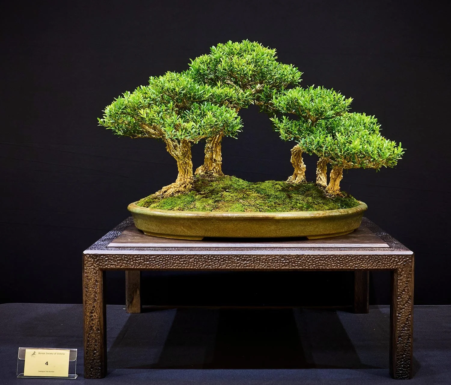 Korean Boxwood (Buxus harlandii) - Assembled in 2013. Species is known for its deeply fissured white bark.