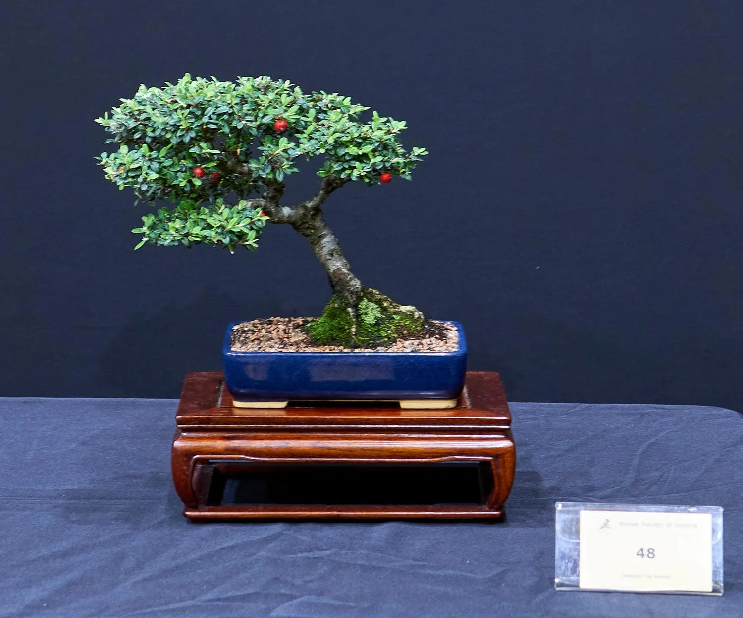 Cotoneaster Glauca (Cotoneaster glaucophyllus) - Purchased in July 2026 from Dean Shaw who purchased it in 2023 from Michael Simineto. Small white flowers in spring.