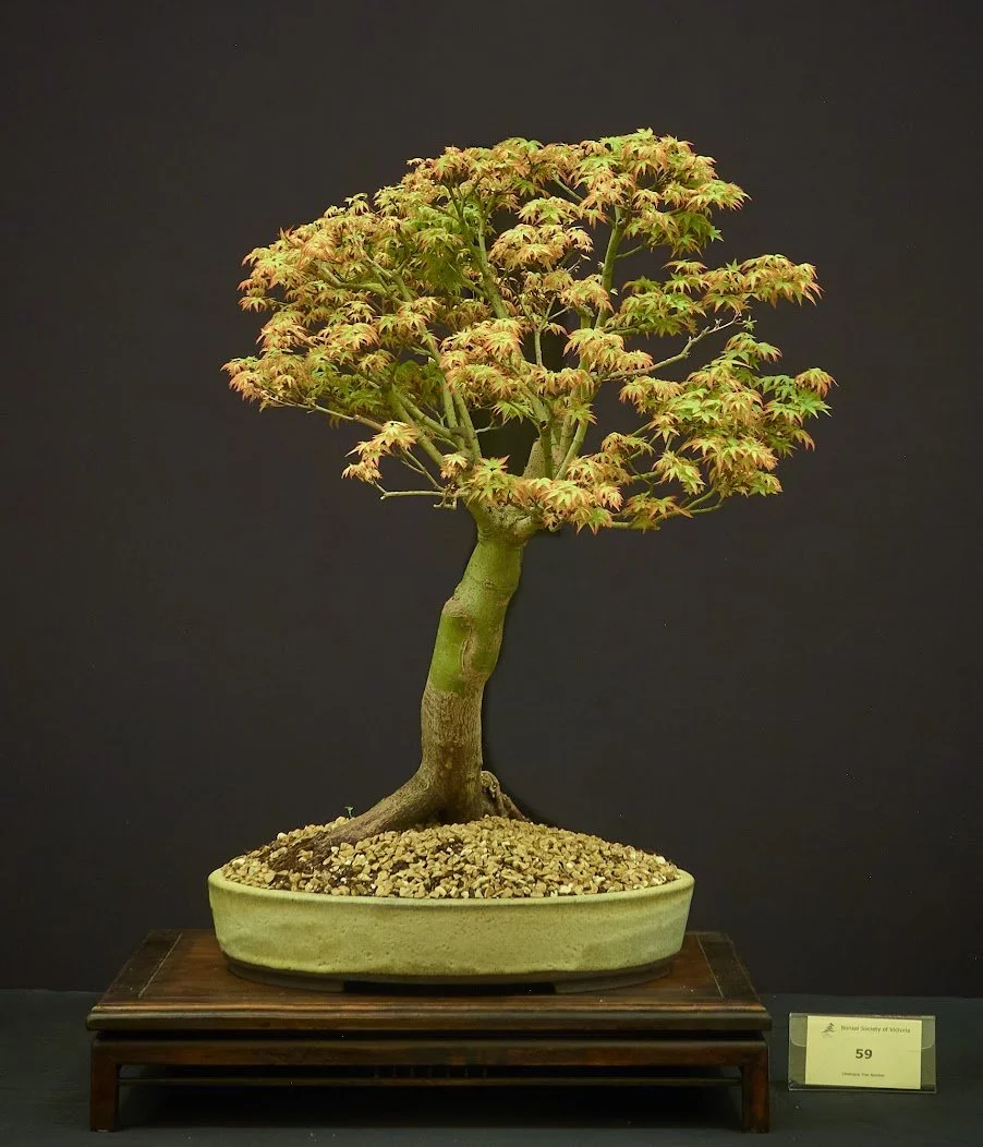 Japanese Maple (Acer Palmatum "Murasaki Kiyohime") - Very small leaves. Grafted specimen. In training 4 years.