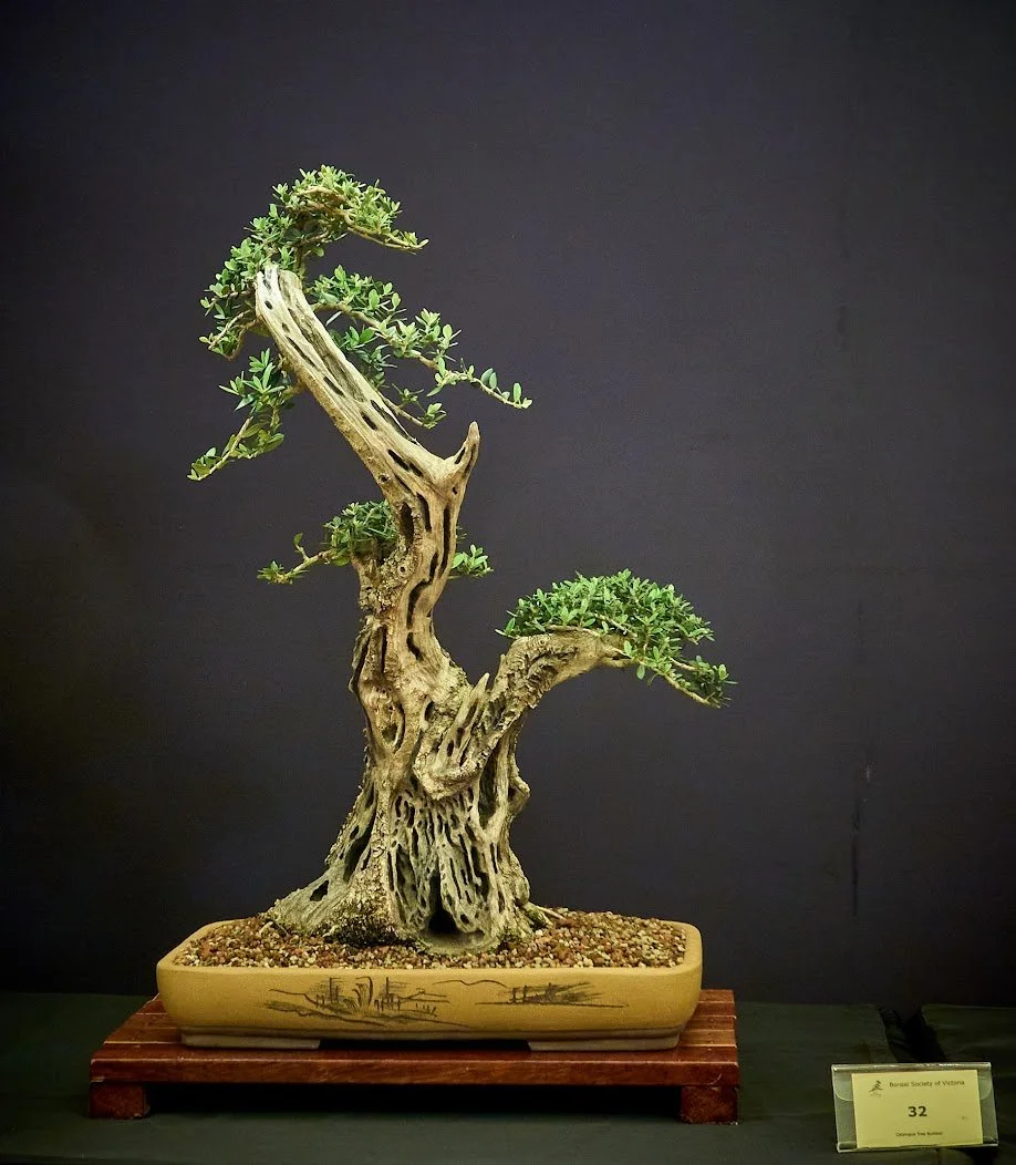 Olive (Olea Europaea) - Collected 2019. Named "Two Face" with two carved faces on trunk.