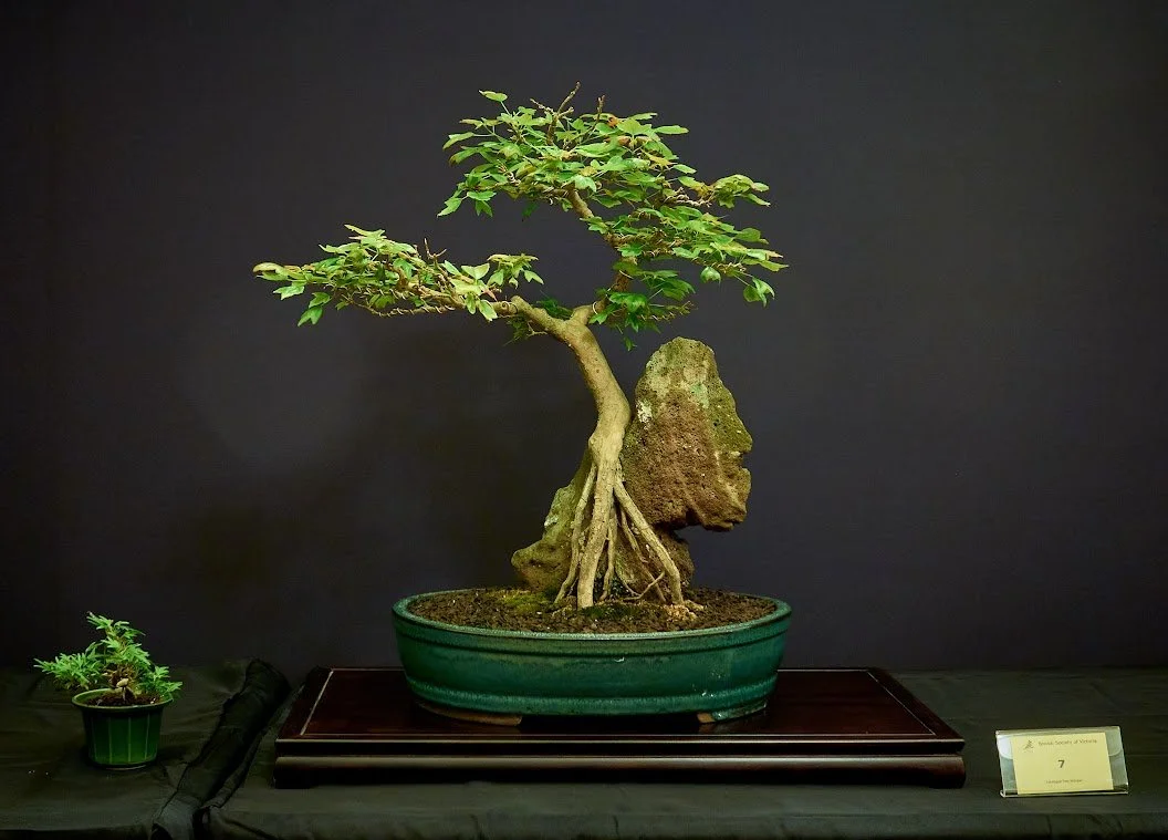 Trident Maple (Acer Buergerianum) - Root over rock style started by Geoff Vanner. In training for 35 years.