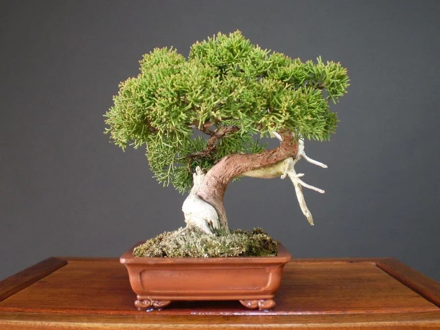 Shimpaku Juniper — Bonsai Society of Victoria