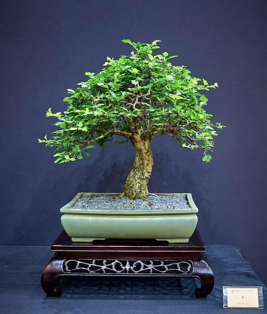 Common Hawthorn (Crataegus Monogyna) - Nursery stock from 2018. Now in triple fired Japanese pot.