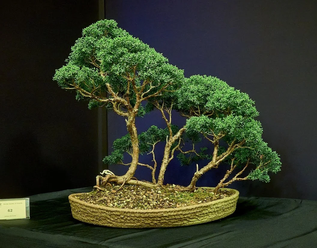 Shimpaku Juniper (Juniperus Sargentii) - Raft style transferred to custom Val Garth pot in 2019.