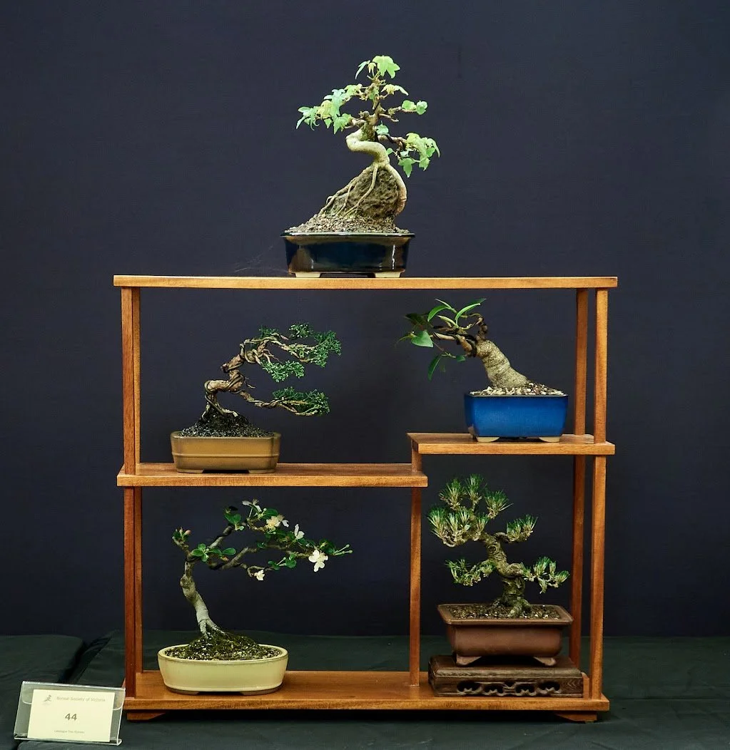 Shohin Display (Mini Trees) - Maple, Juniper, Japanese Crab Apple, Fig, Japanese Black Pine.