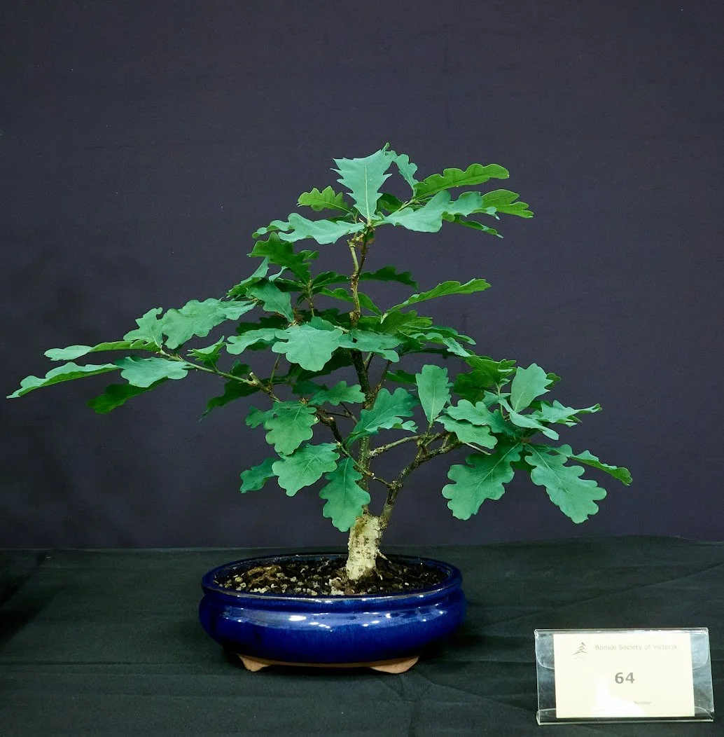 English Oak (Quercus Robur) - Grown from seedling 7 years ago. In this pot for 2 years.