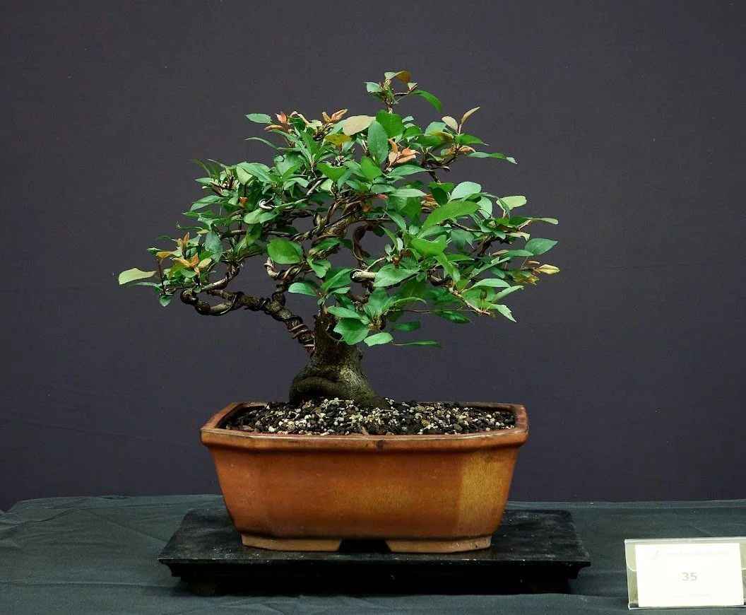 Black Plum (Prunus Nigra) - Yamadori acquired 2020.