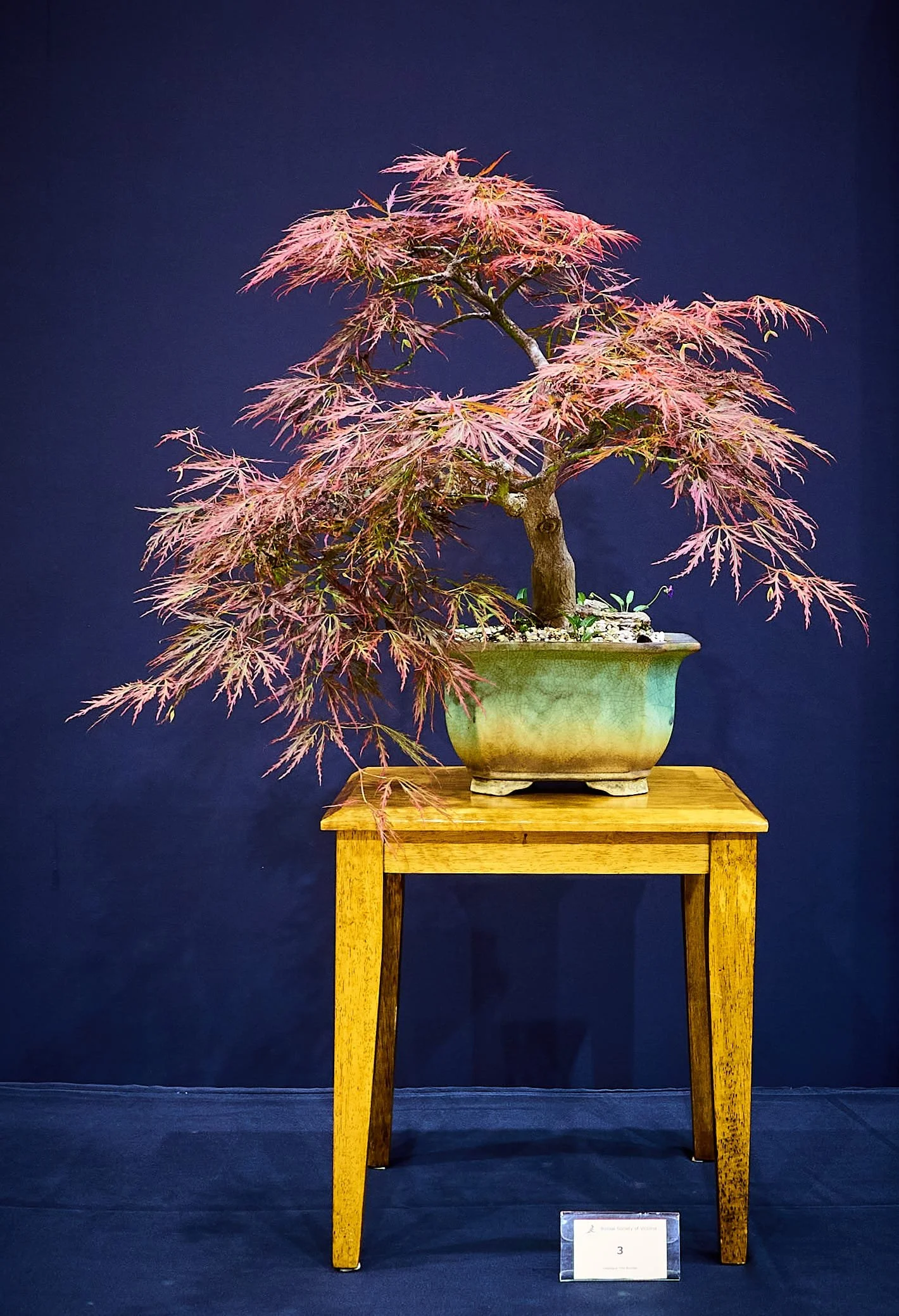 Filigree Japanese Maple (Acer palmatum dissectum atropurpurea) - From nursery stock 1991. Mariusz Folda, Poland handmade pot.