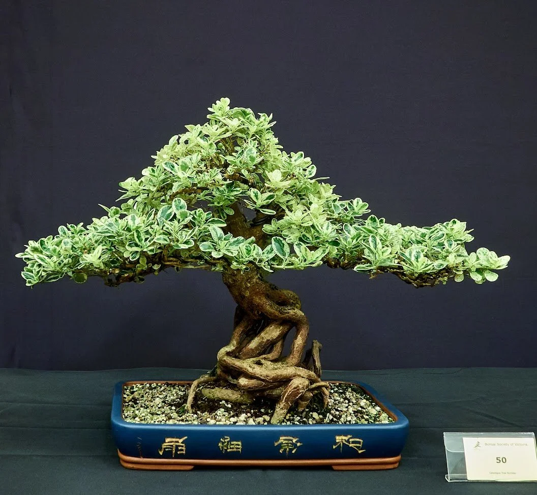 Mirror Bush (Coprosma Repens) - Upright style. Evergreen. 20 years old.