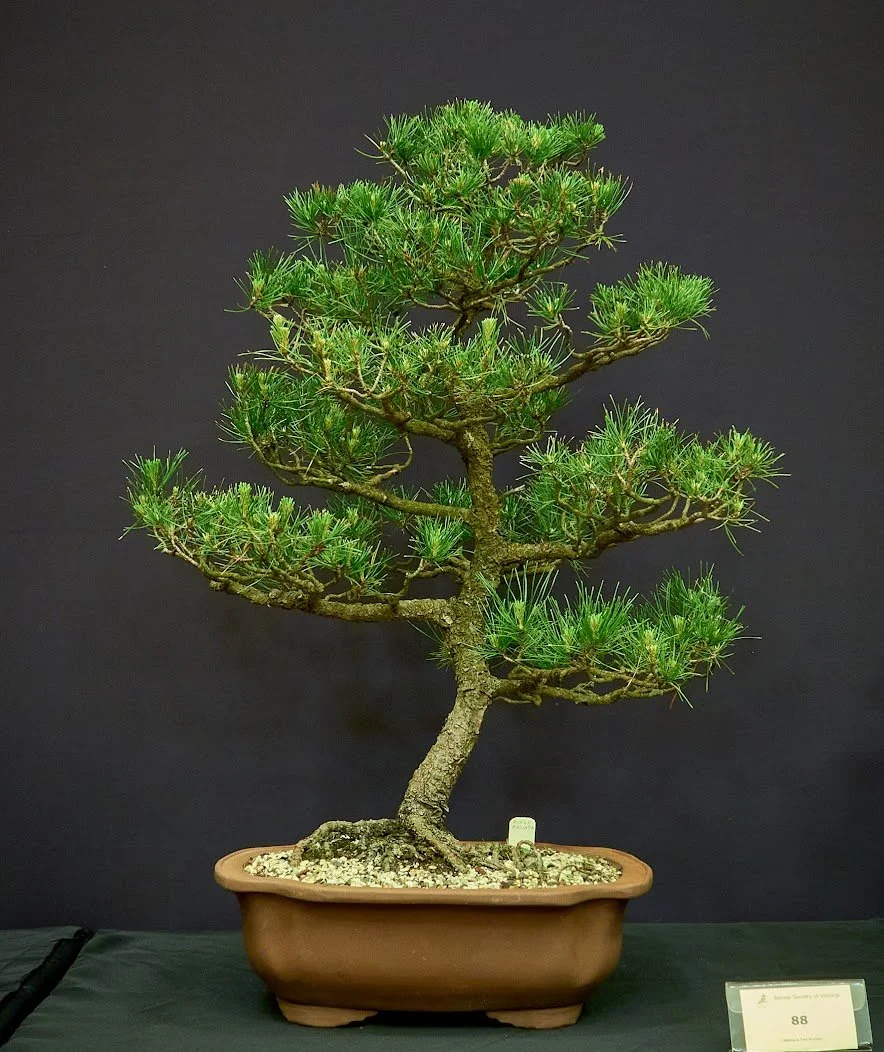 Radiata Pine (Pinus Radiata) - Collected in Dromana 17 years ago.