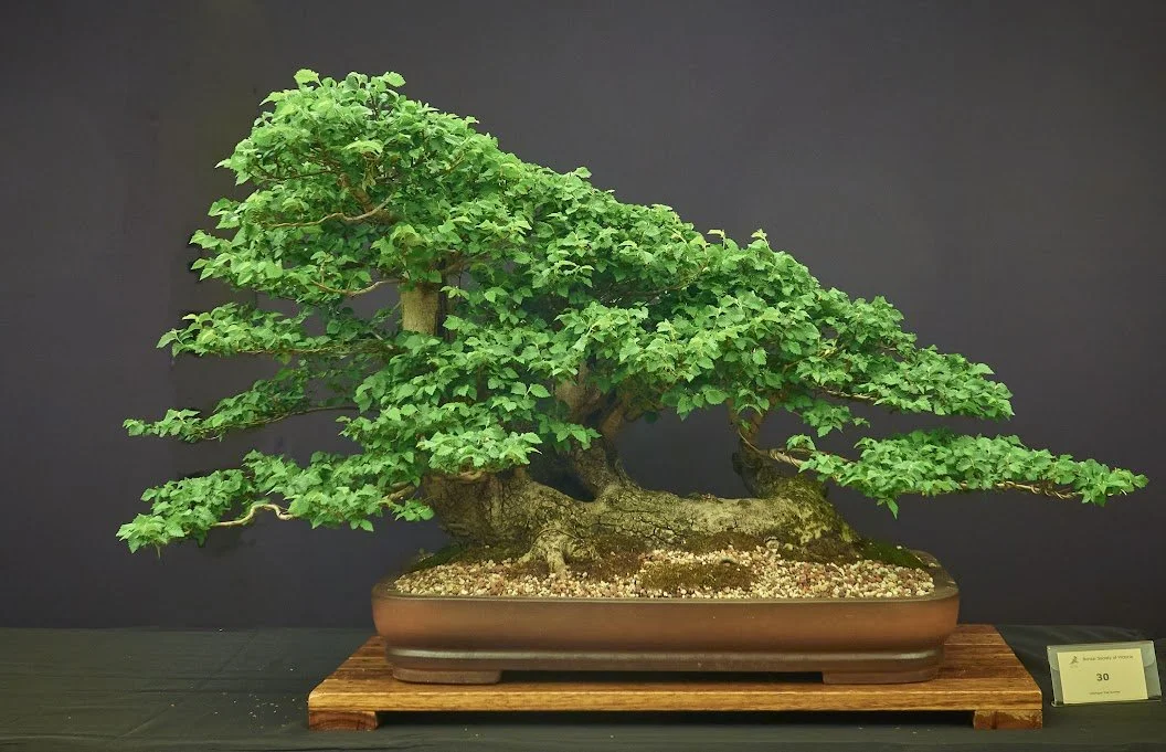 English Elm (Ulmus Procera) - Collected in the wild 2017 and trained as raft style.