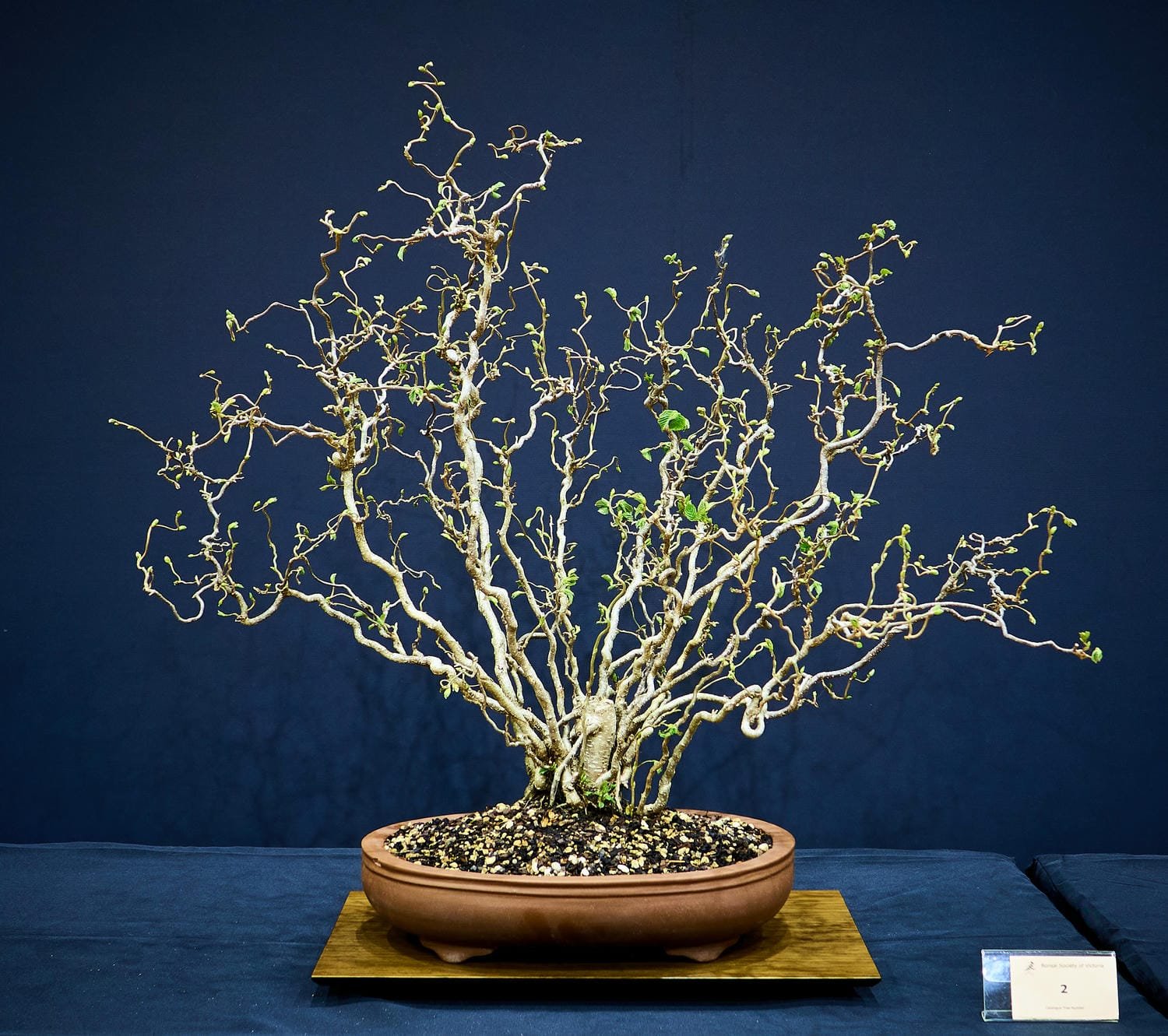 Crazy Filbert (Corylus avellana 'Contorta') - Nursery stock bought 2020.