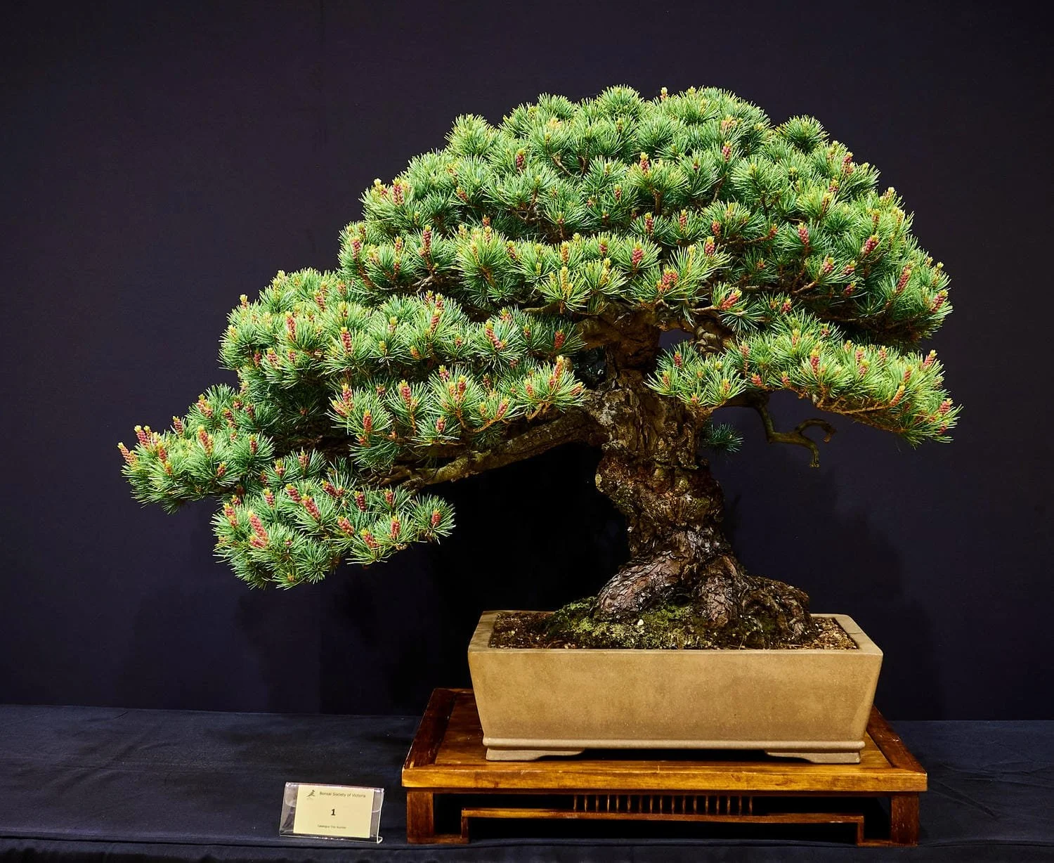 Japanese White Pine (Pinus parviflora) - Nursery stock 50 years old.