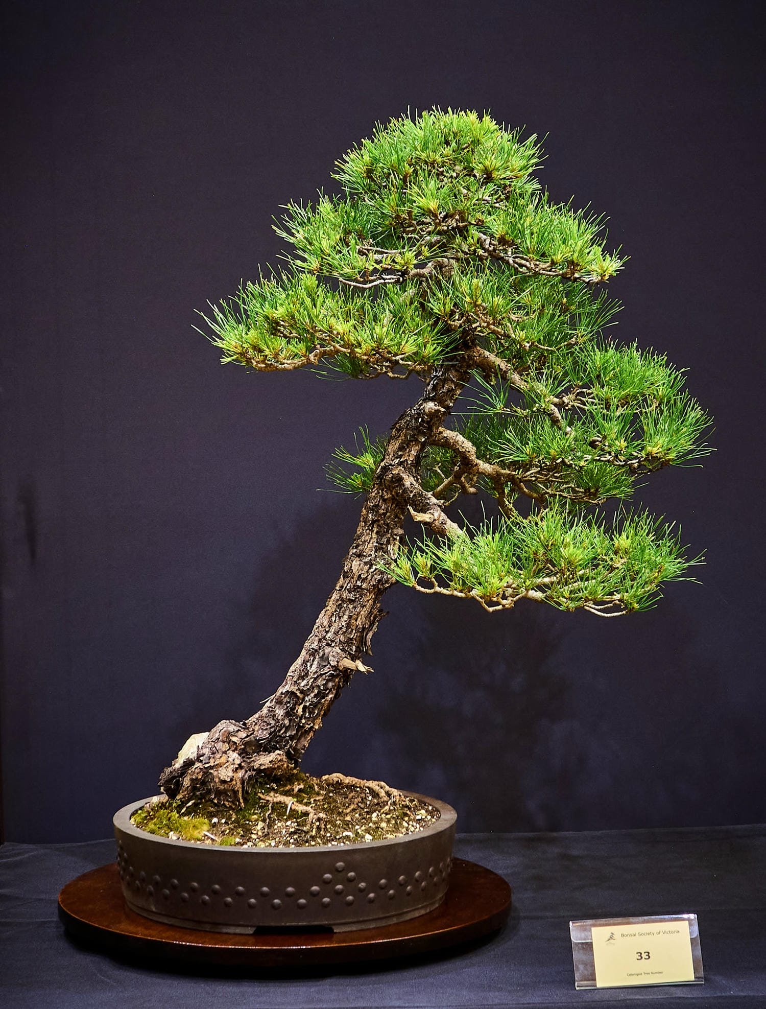 Radiata Pine (Pinus radiata) - Created in the early 1980s, then restyled in 1995.