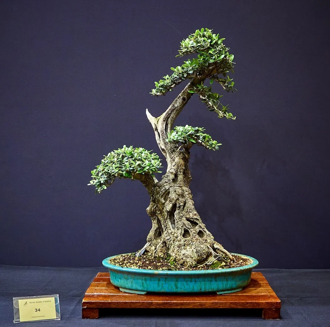 Common Olive (Olea Europaea) - Collected in 2017 in Adelaide. Interesting trunk line.