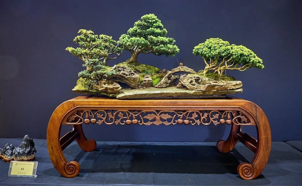 Saikei Group (Picea Abies, Buxus, Cotoneaster) - People’s Choice Award 2023. Central spruce over 30 years.