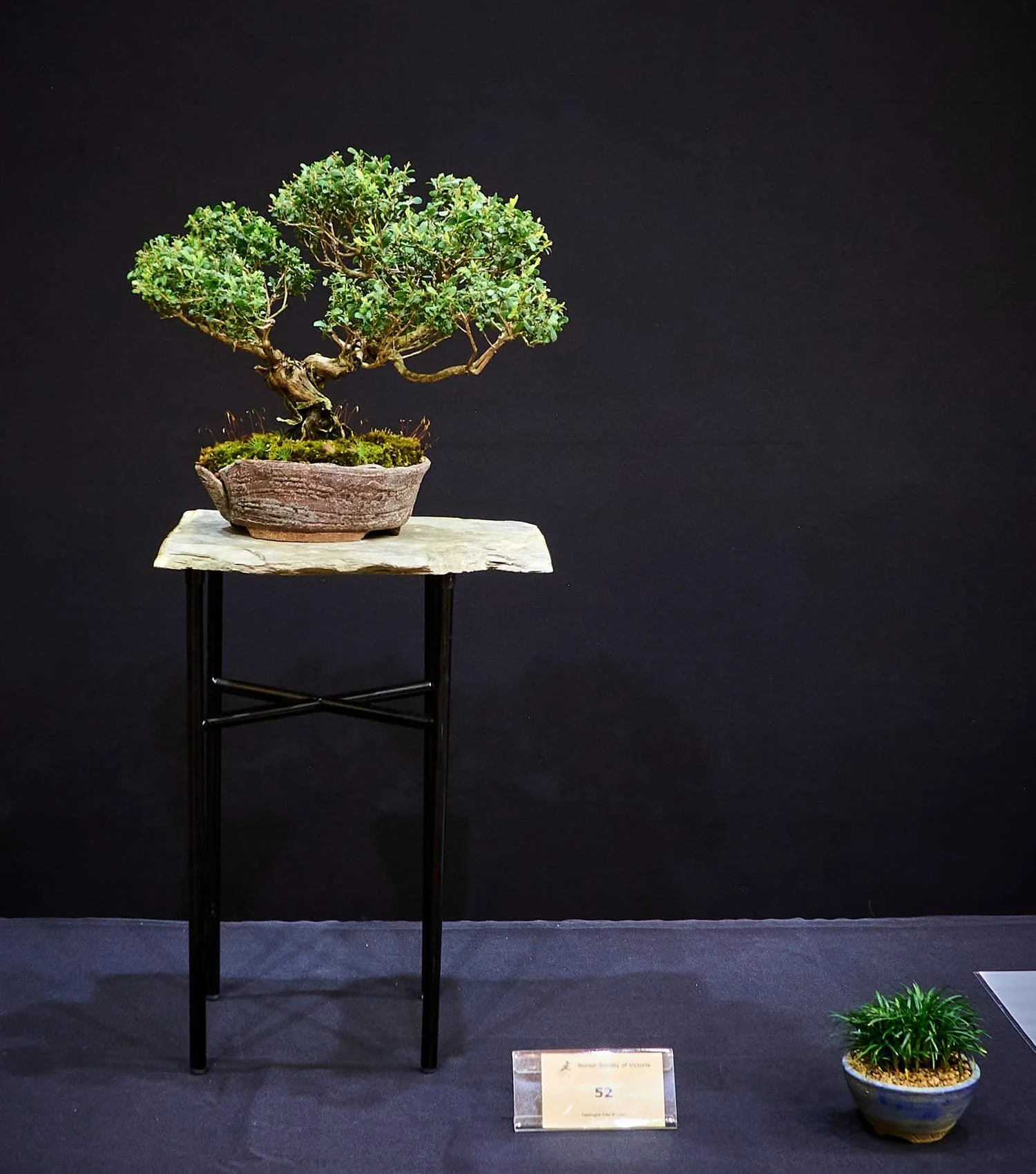 Coastal Tea Tree (Gaudium laevigatum) - Established bonsai in 2020. Potted 2021. The blue-green glazed pot was chosen to complement the colour of the foliage.