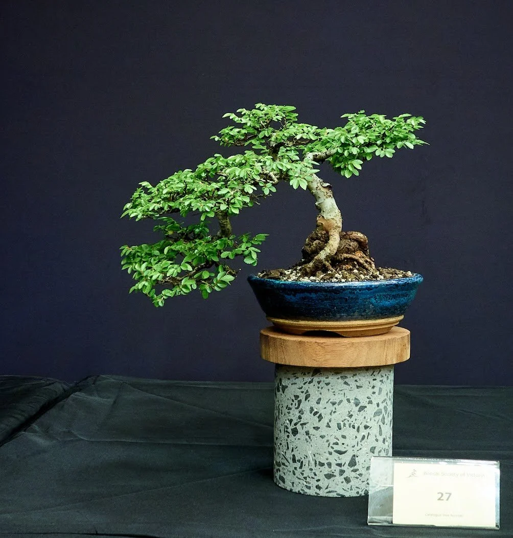 Chinese Elm (Ulmus Parvifolia) - Cutting planted in ground to promote rapid growth. Potted in handmade pot 2021.