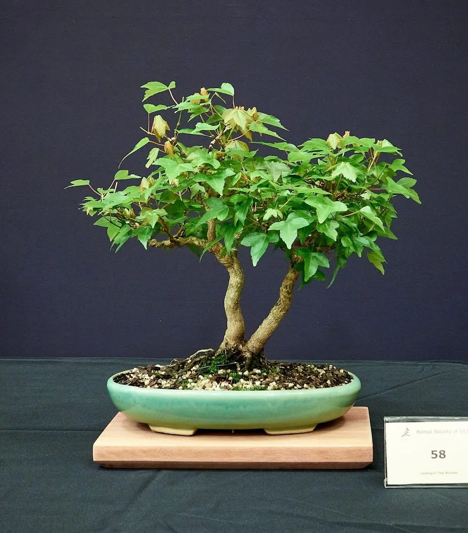 Trident Maple (Acer Buergerianum) - Started as seedling at 2018 BSV workshop by an 8 year old member. Potted in 2021.