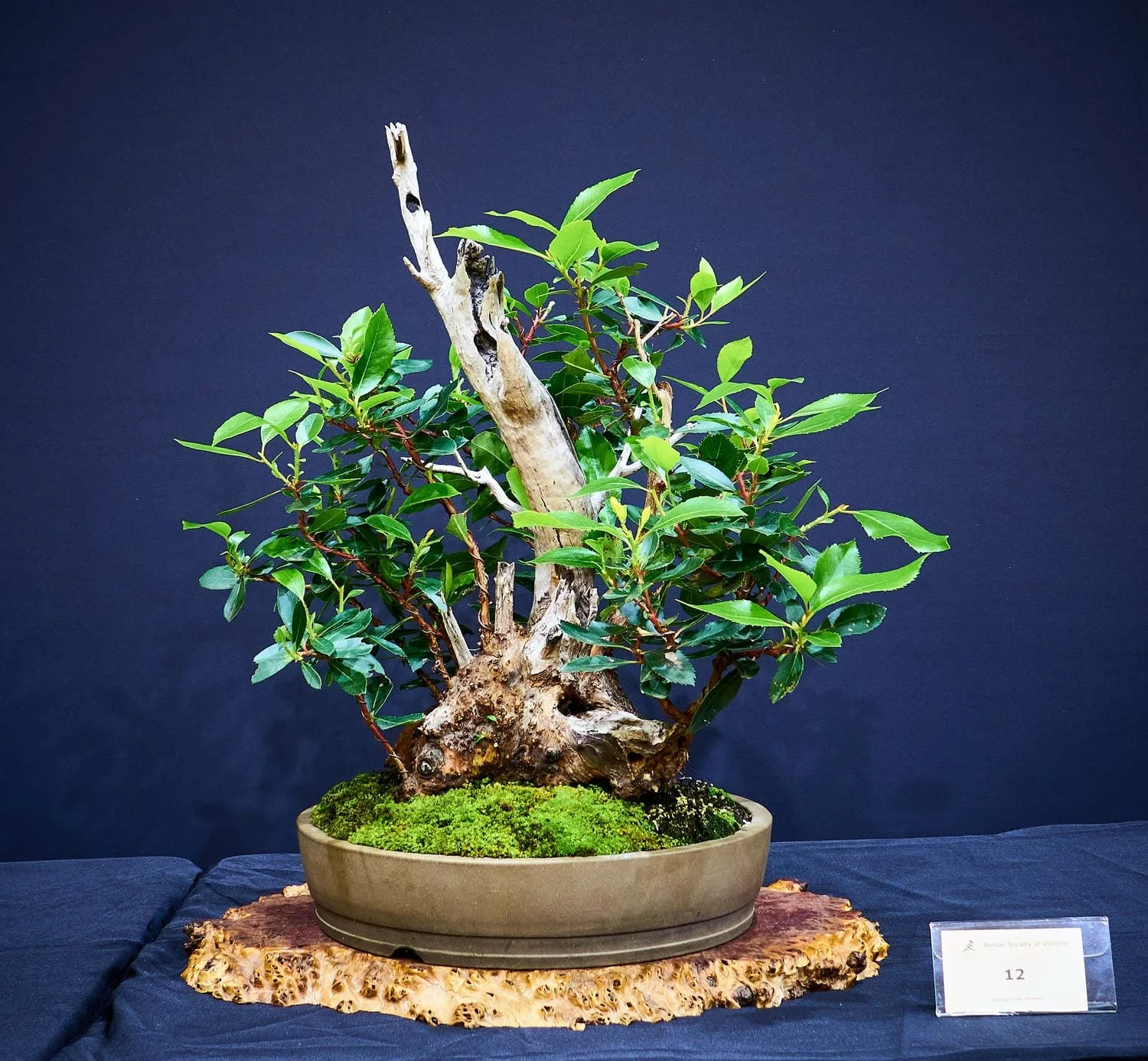 Irish Strawberry (Arbutus unedo) - Large tree base exhibiting extensive carving to represent old age.