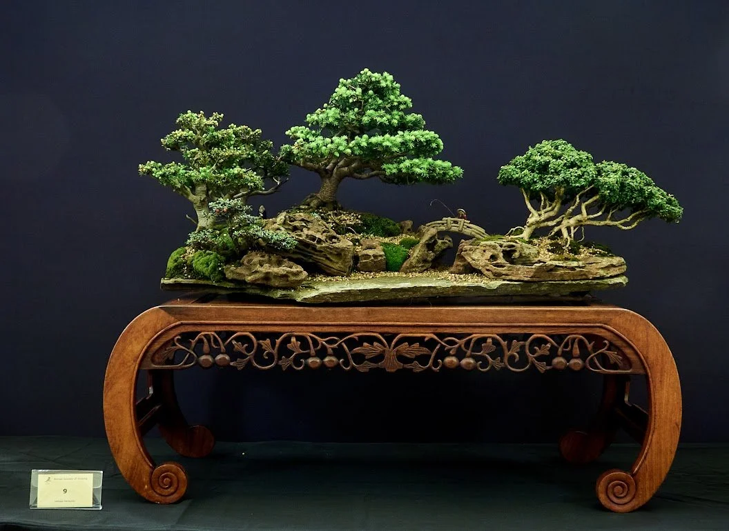 People's Choice Winner: John Gill — Saikei Group (Picea Abies, Box, Cotoneaster) - Spruce group. Over 30 years.