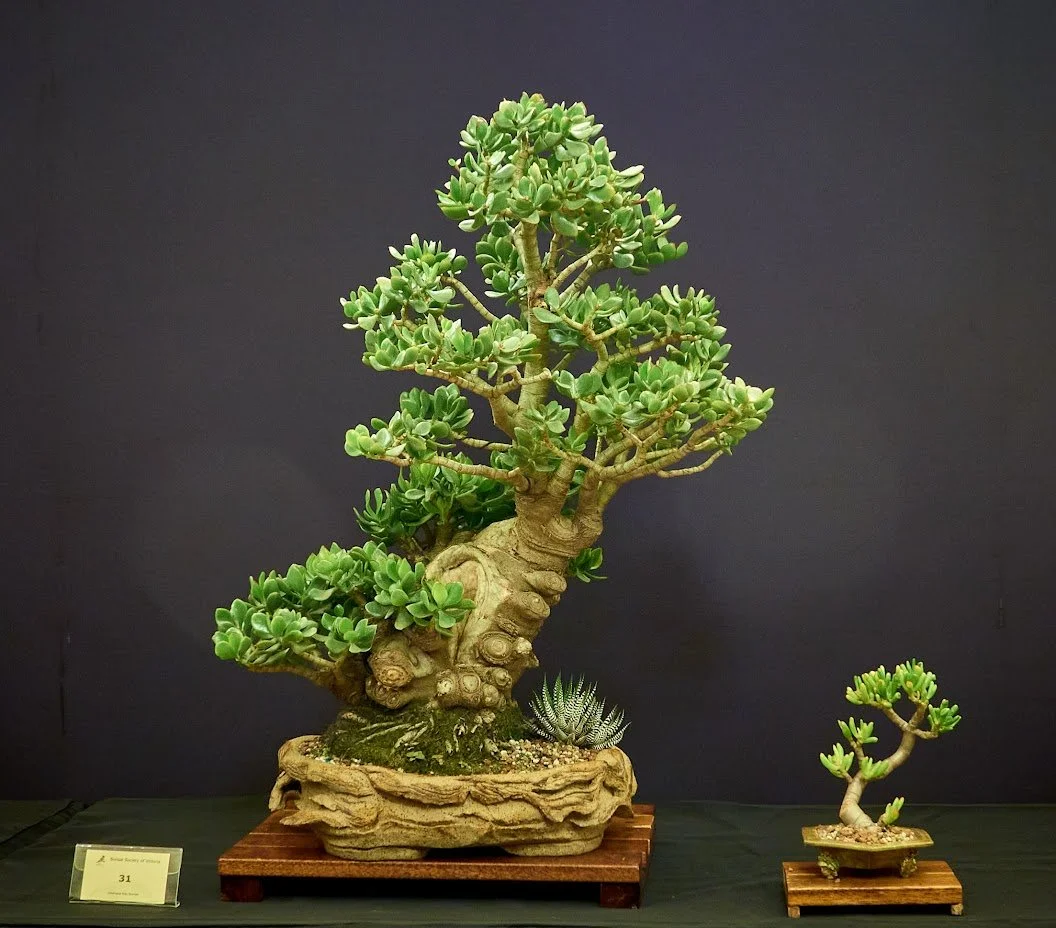 Jade (Crassula Ovata "Obliqua") - Grown as garden plant for 6 years. Trained into bonsai 2015.