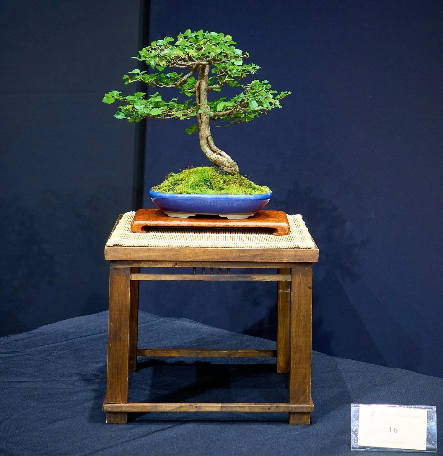 English Elm (Ulmus procera) - Collected from a farm paddock in 1985, where it had been previously grazed by cattle as a sucker growth from the roots of larger trees.