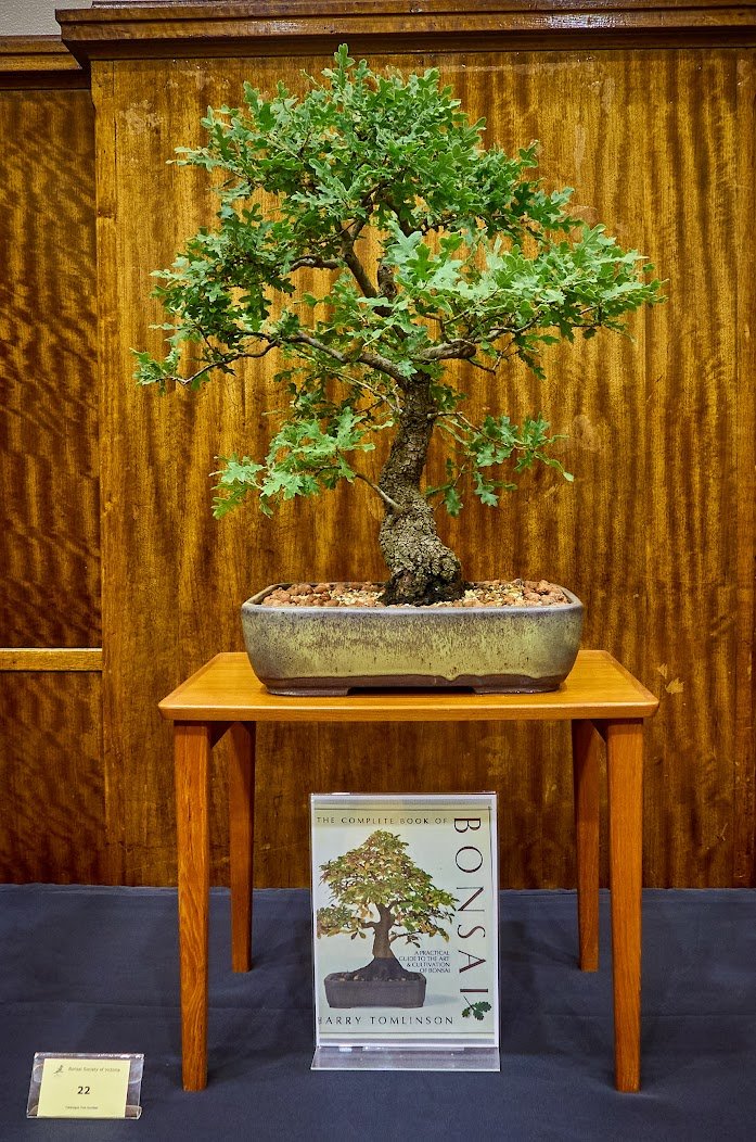Valonian Oak (Quercus Ithaburensis ssp Macrolepis) - Tree style reminiscent of Harry Tomlinson’s "Bonsai" book cover. Wallsall Ceramics, England pot.
