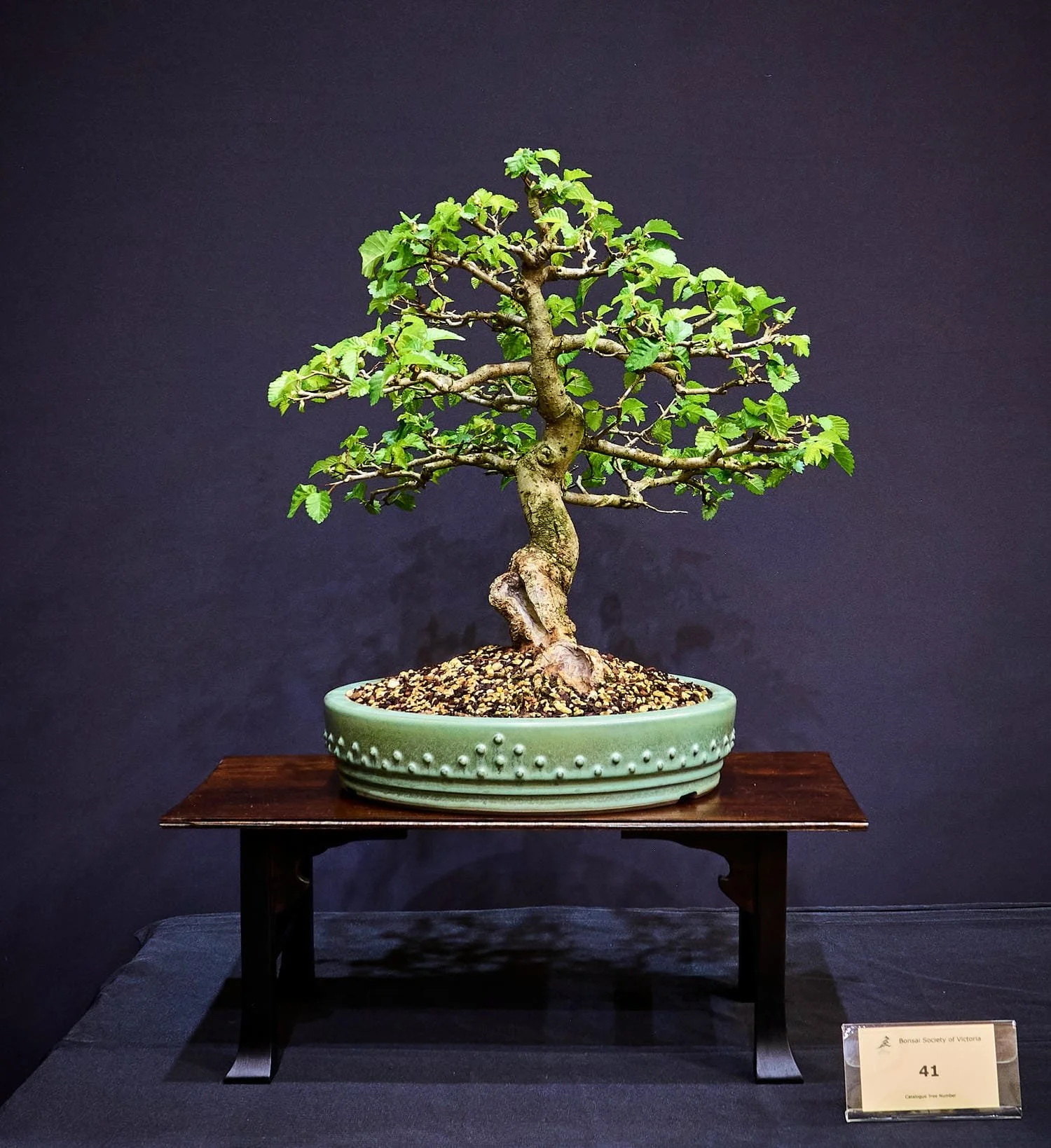 English Elm (Ulmus minor 'Atinia') - Yamadori (collected) plant from a club dig in 1998. Planted in a growing pot after collection. Transferred to a bonsai pot in 2006.