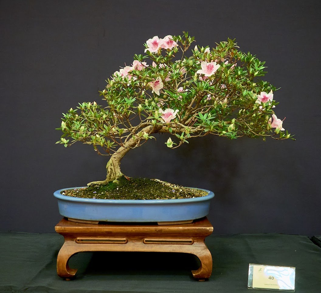 Azalea (Rhododendron sp.) - Flowers add colour at this time of year.