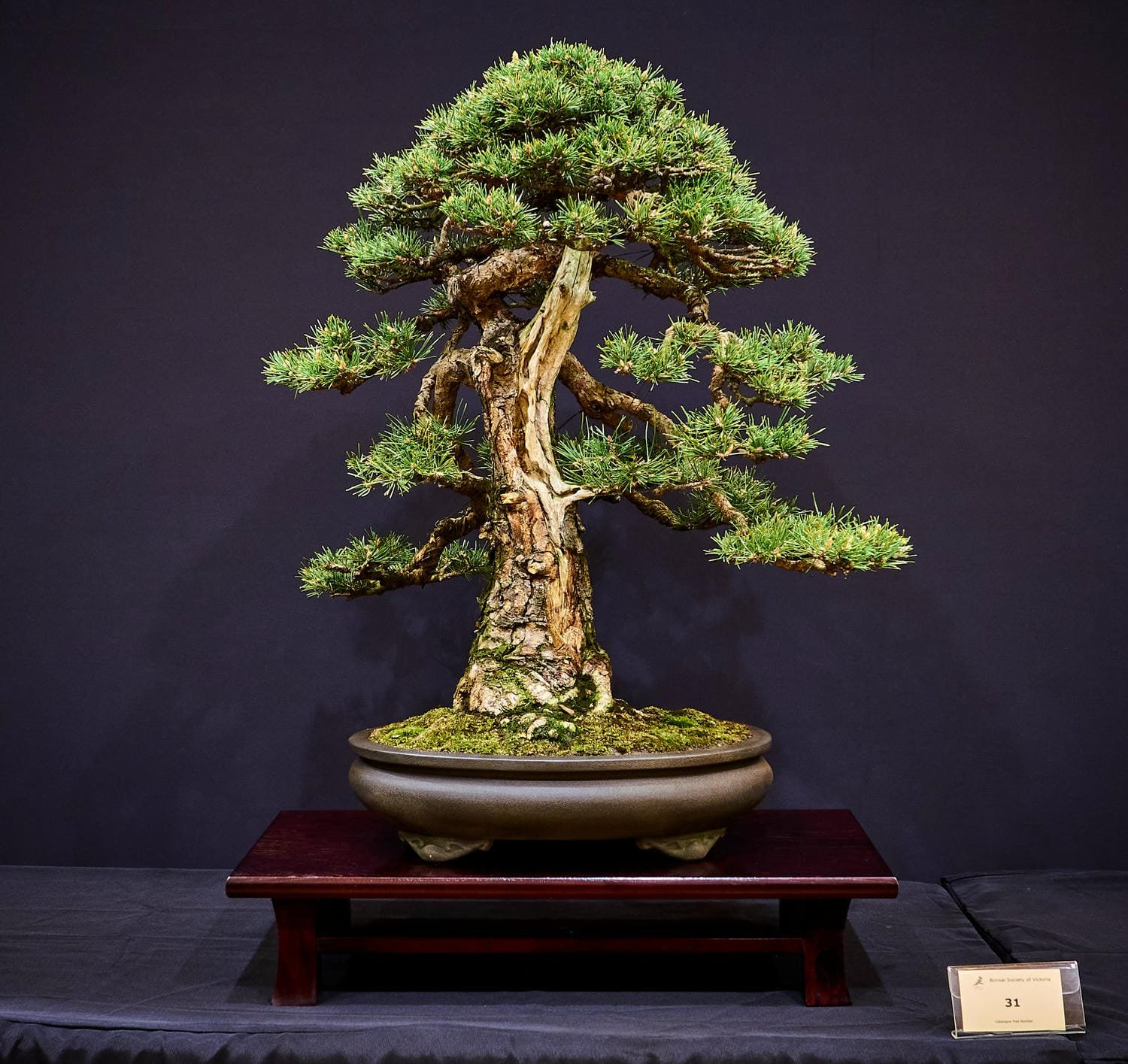 Scots Pine (Pinus sylvestris) - Originally grown by a Christmas tree farm when collected over 15 years ago.