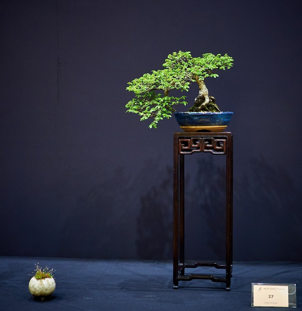 Chinese Elm (Ulmus Parvifolia) - Cutting planted in ground and fertilised to promote rapid growth. Put into handmade pot in 2021.