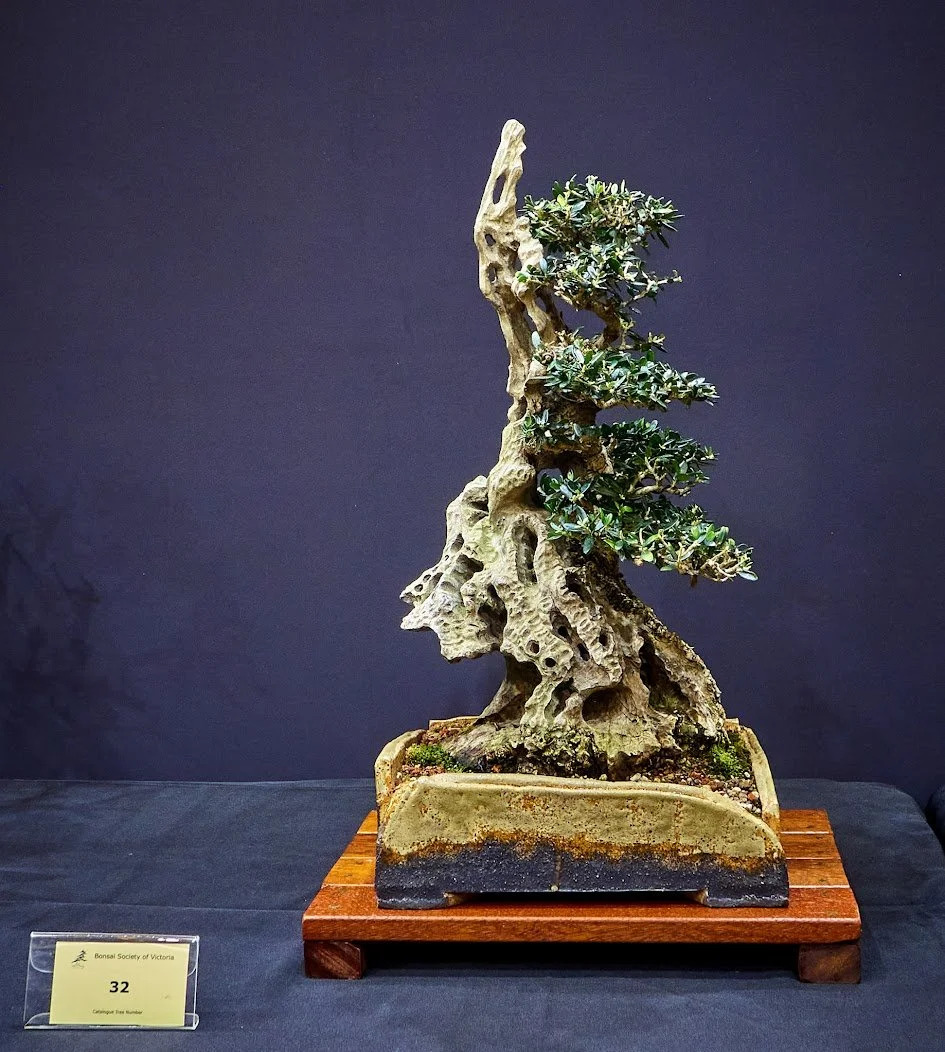Common Olive (Olea Europaea) - Collected in 2015 as double trunk tree. Selected for display in National Bonsai Convention in 2022.