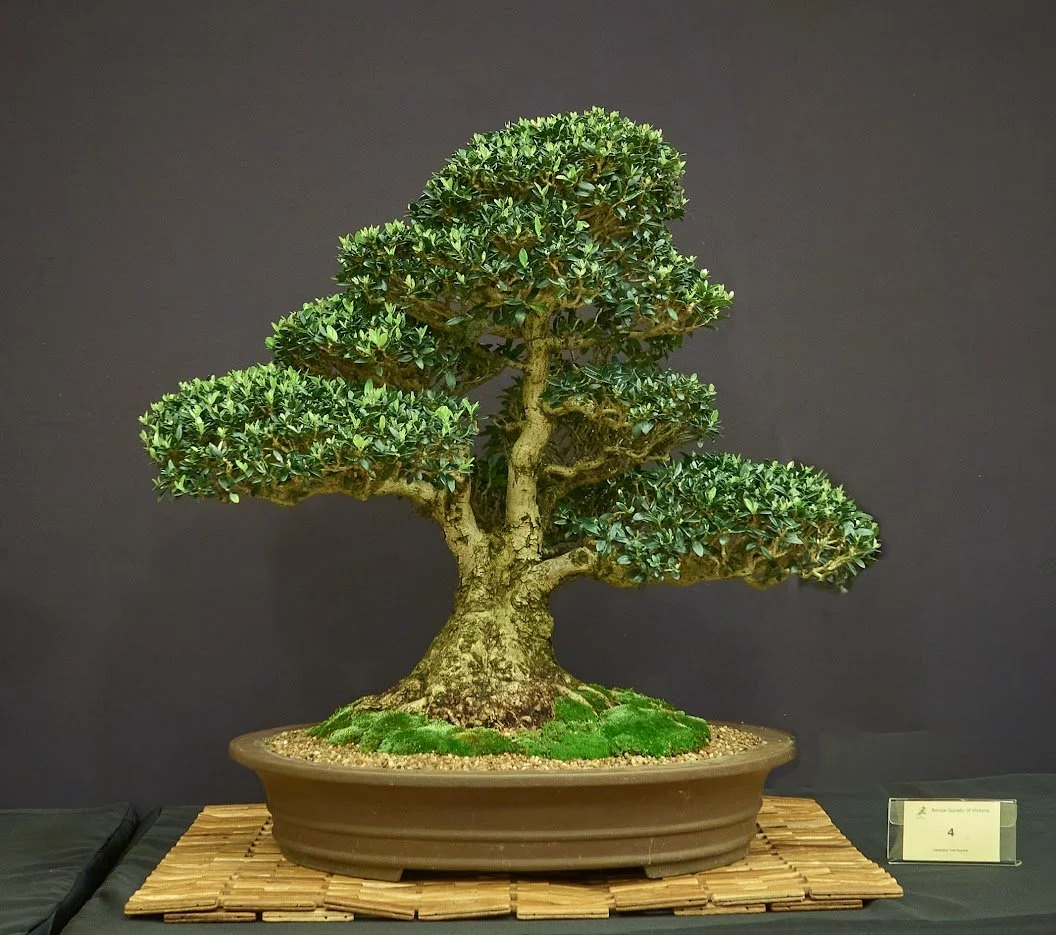 Olive (Olea Europaea) - Yamadori (dug) from South Australia. In training 27 years.