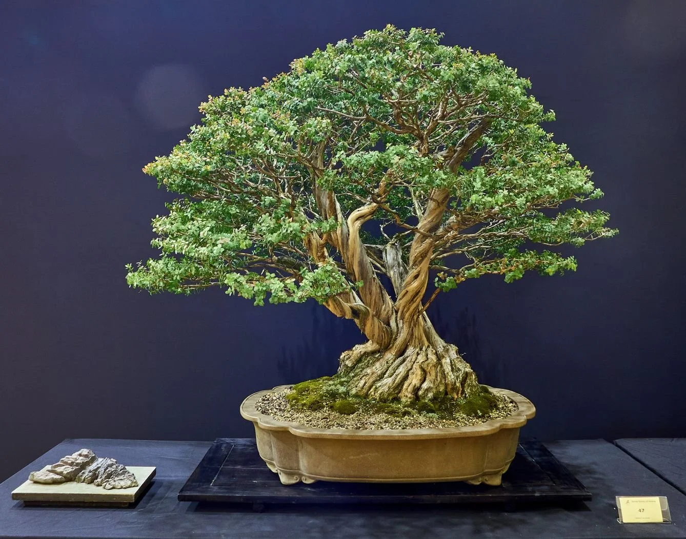 Members' Choice – Geoff Vanner Award winner Quinton Valentine with his Granite Bottlebrush