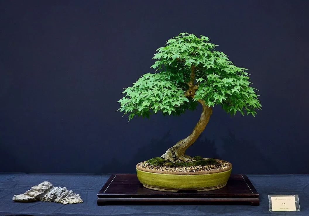 Japanese Maple (Acer Palmatum) - From nursery stock in 2002. Attractive shari base.