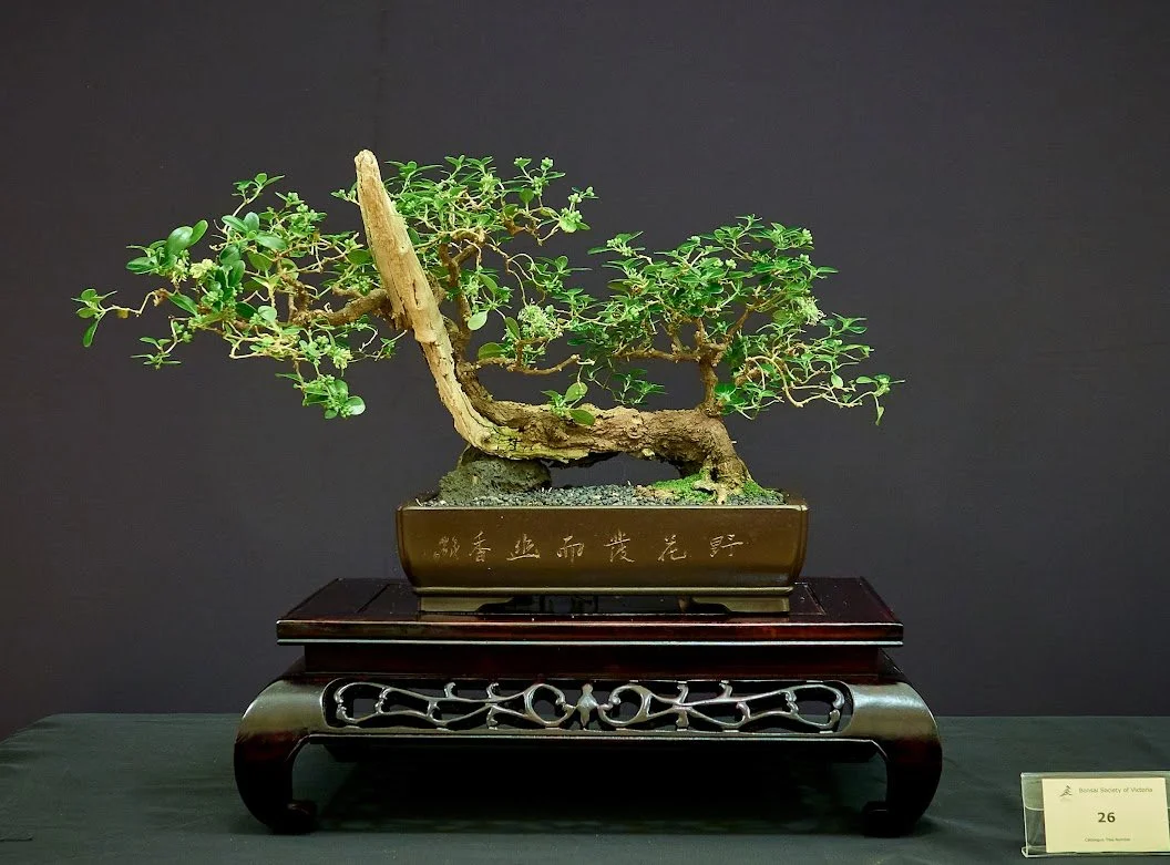 Mirror Bush (Coprosma Repens) - Collected 2001 from roadside in suburban Melbourne.