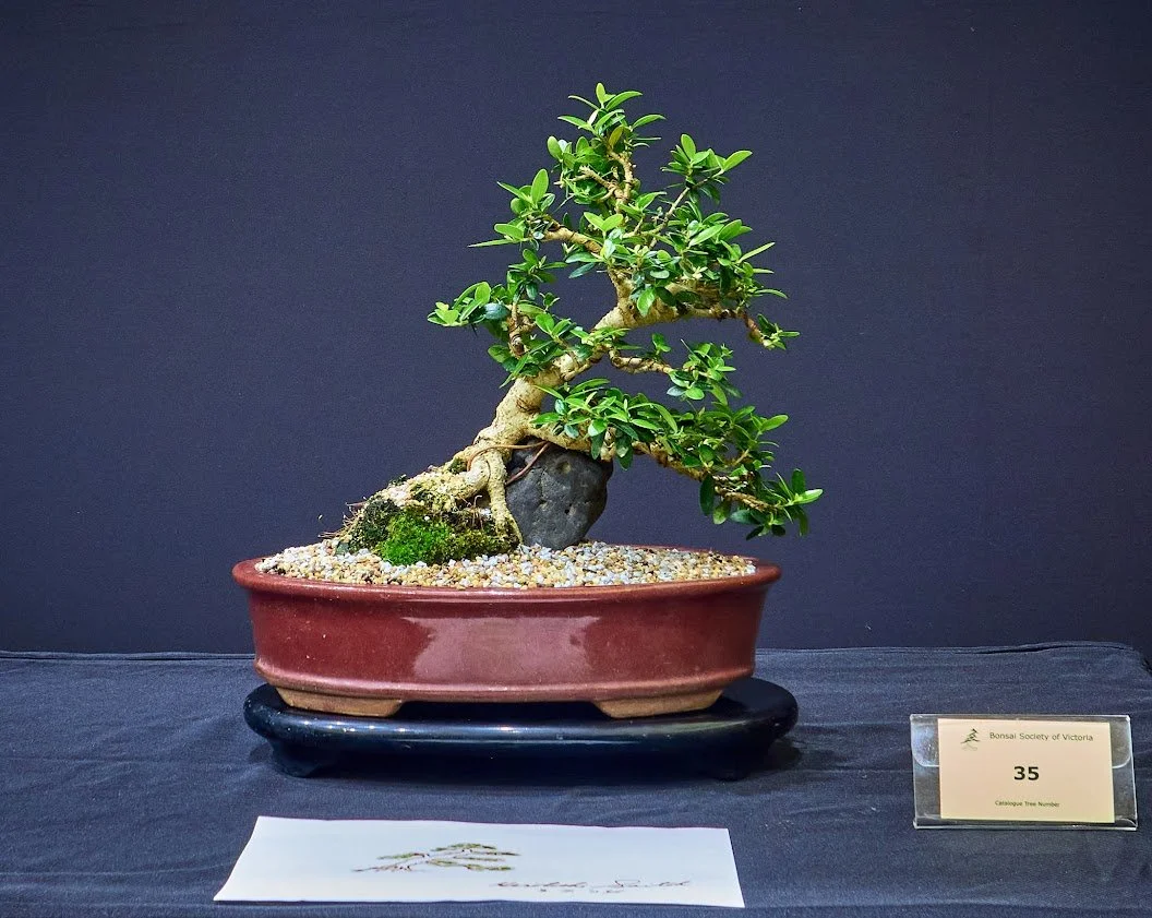 Point Leaf Manzanita (Arctostaphylos Pungens) - Grown from seed 18 years ago. Transplanted to rock 10 years ago.
